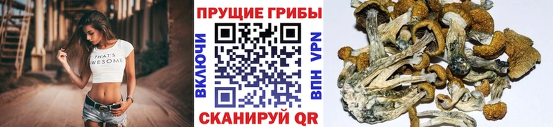 Псилоцибиновые грибы MAGIC MUSHROOMS  Эртиль 
